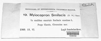 Muyocopron smilacis image